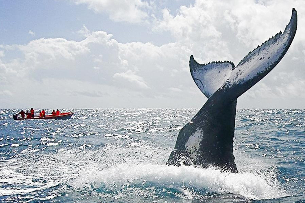 Diving in Nosy Be