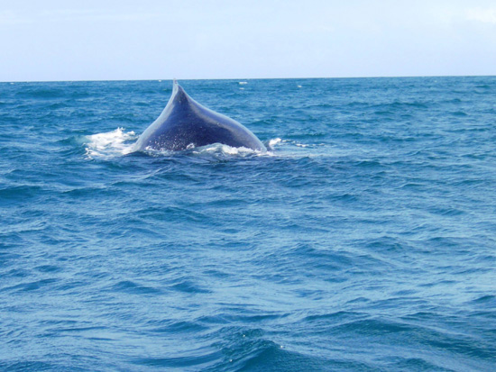 Whales in Sainte Marie